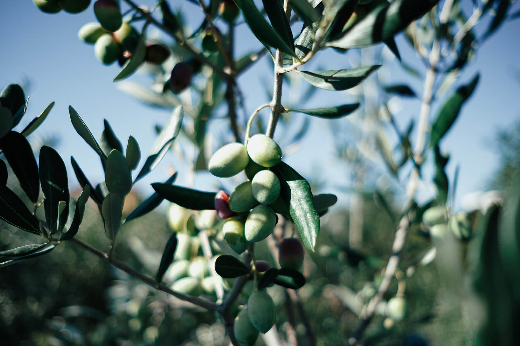 olive-picking-9.jpg