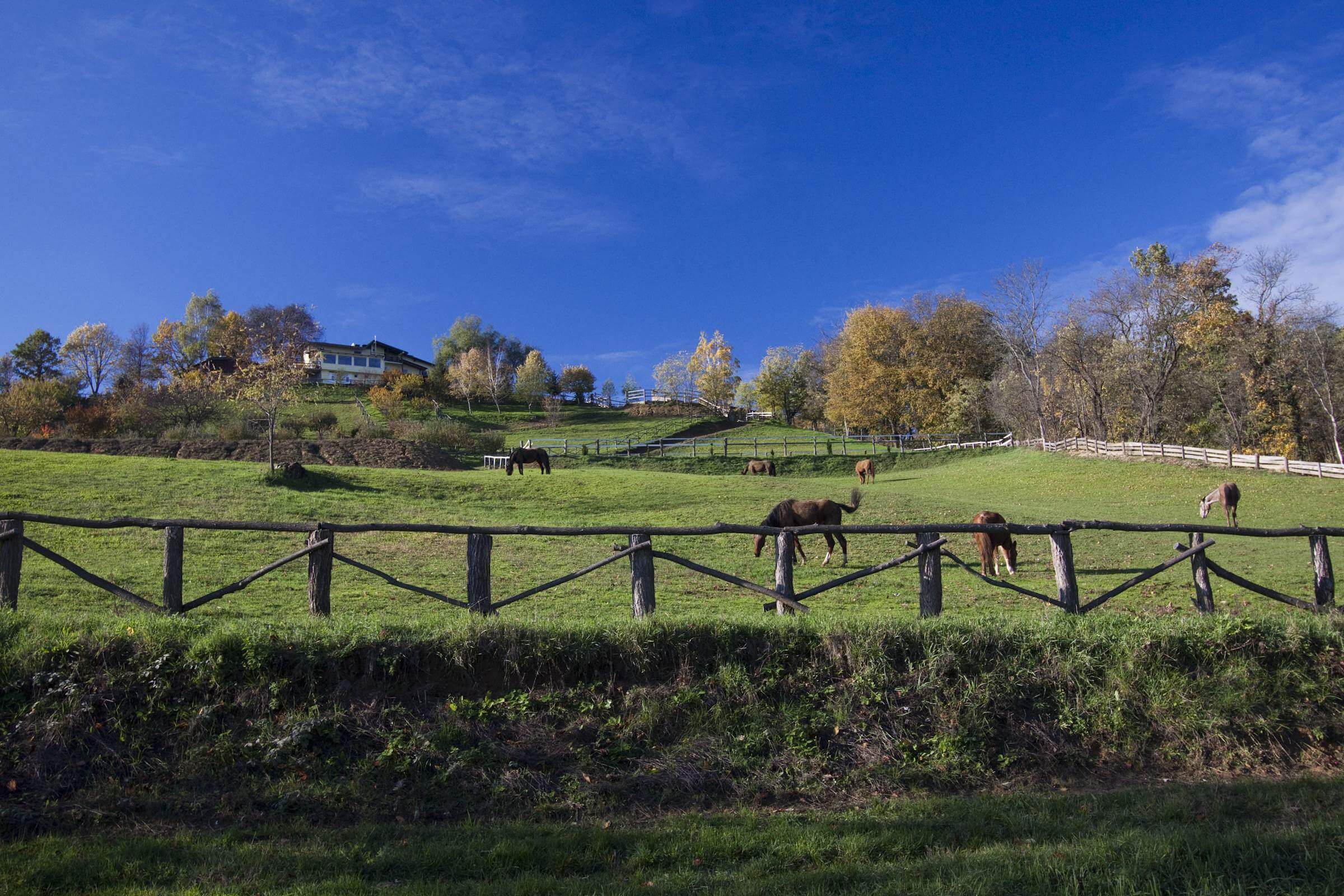 19_-_Bilogora_-_Horses_in_autumn_at_Agroturizam_Na_malenom_brijegu.jpg