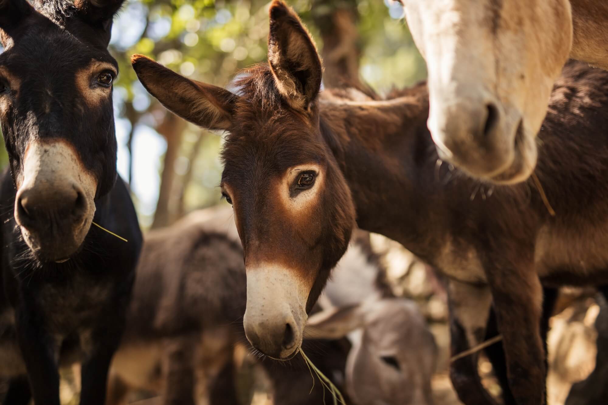 26_-_Pelješac_-_Donkey_farm_at_Agroturizam_Antunović.jpg