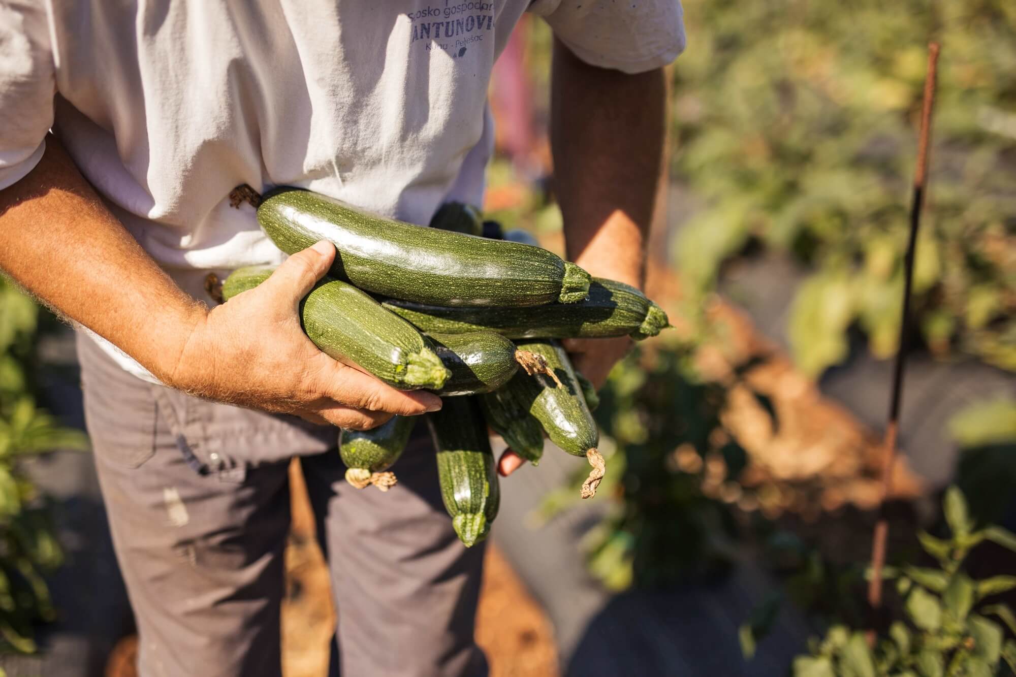 28_-_Pelje_ac_-_fresh_vegetables_from_Agroturizam_Antunovi_.jpg