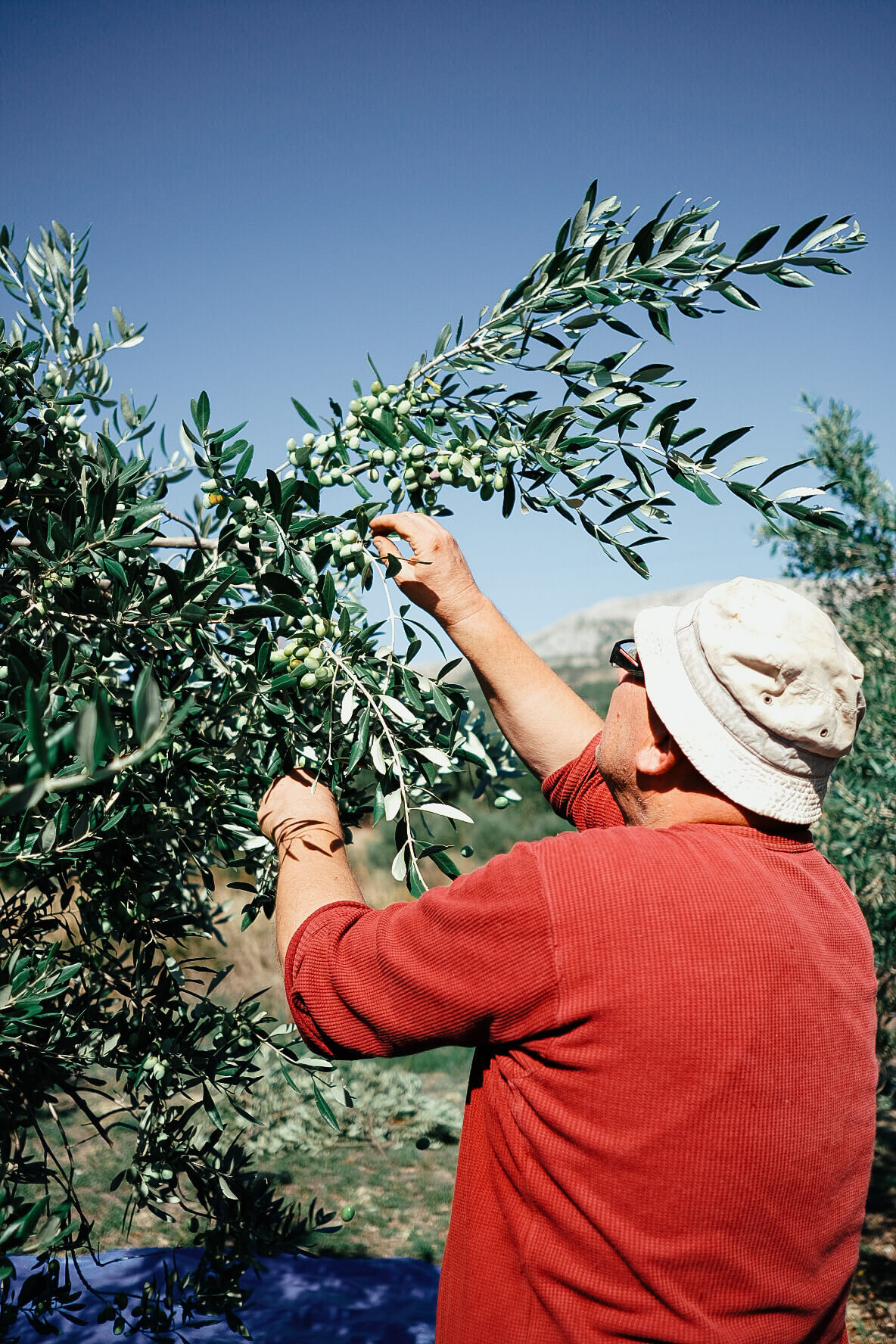 olive-picking-8.jpg
