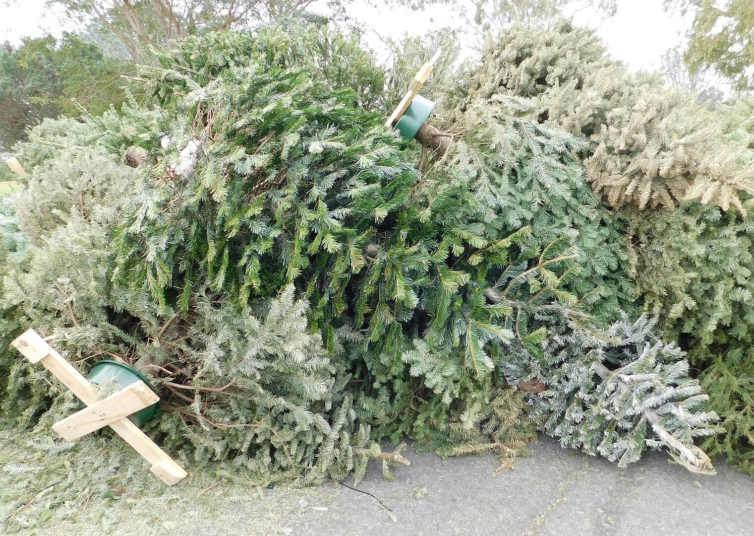 1521px-Christmas_tree_recycling_1.jpg