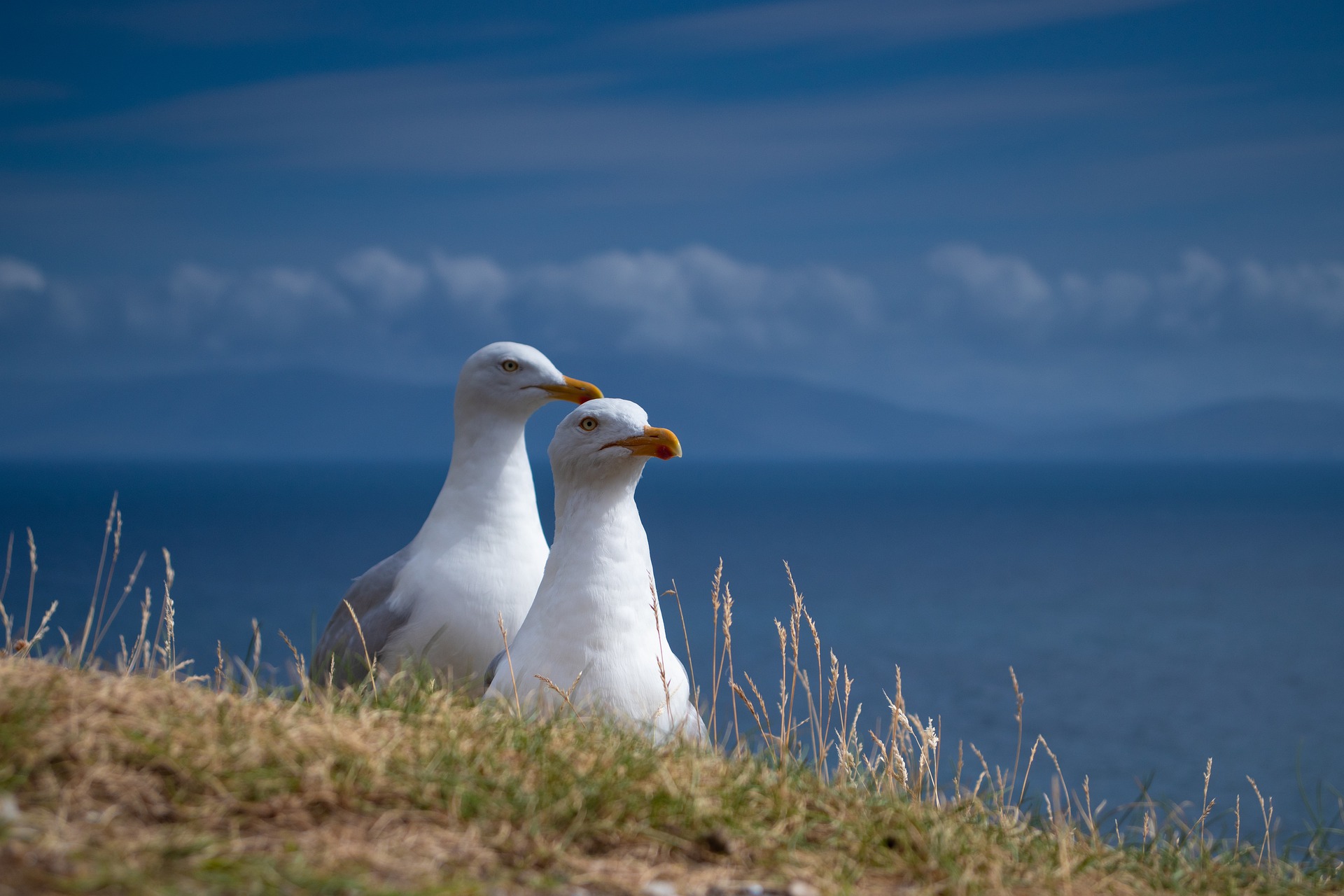 seagulls-gbc67489af_1920.jpg