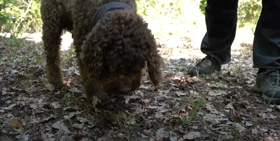 truffle-hunting-dugopolje_3.png