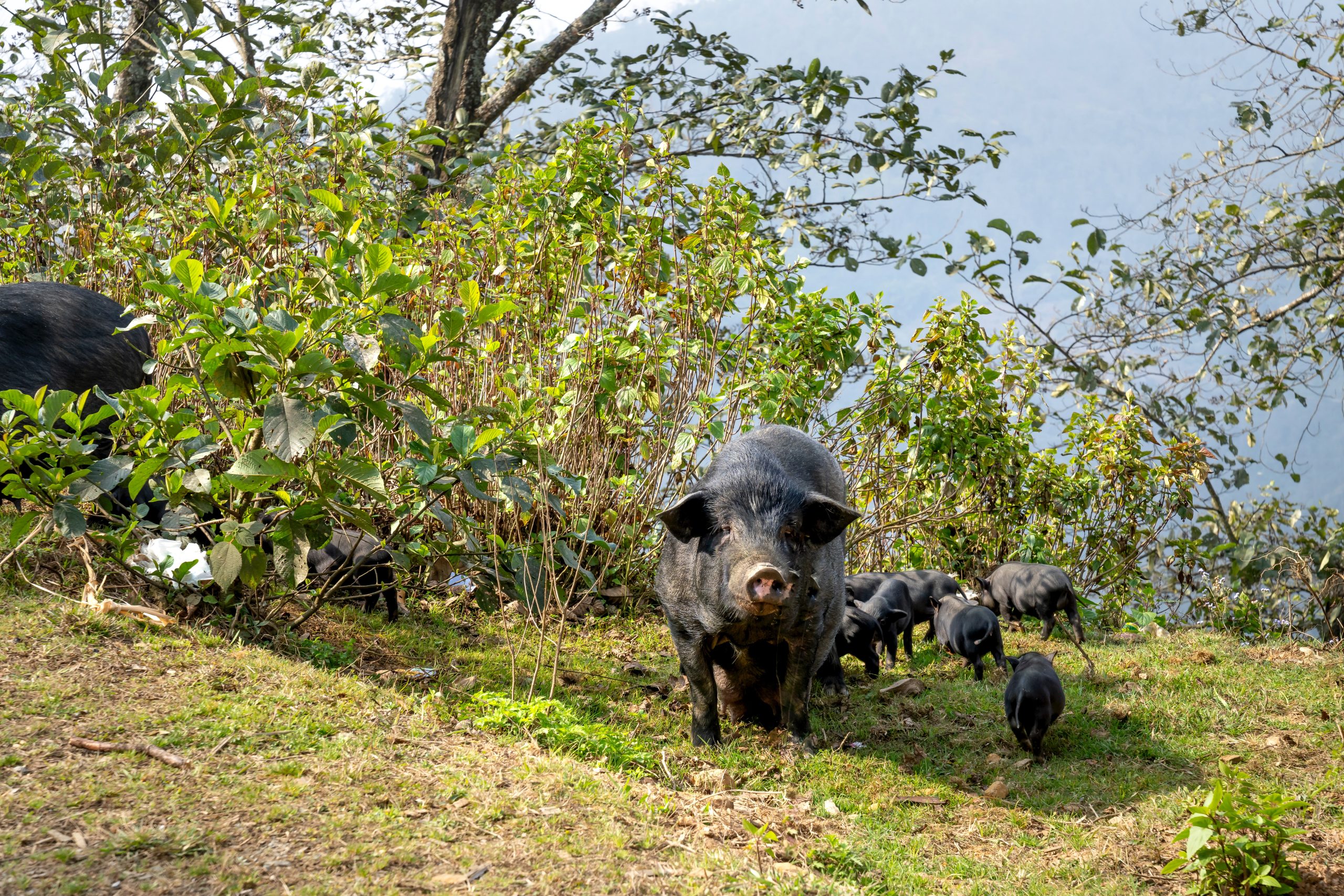 wild pigs in nature