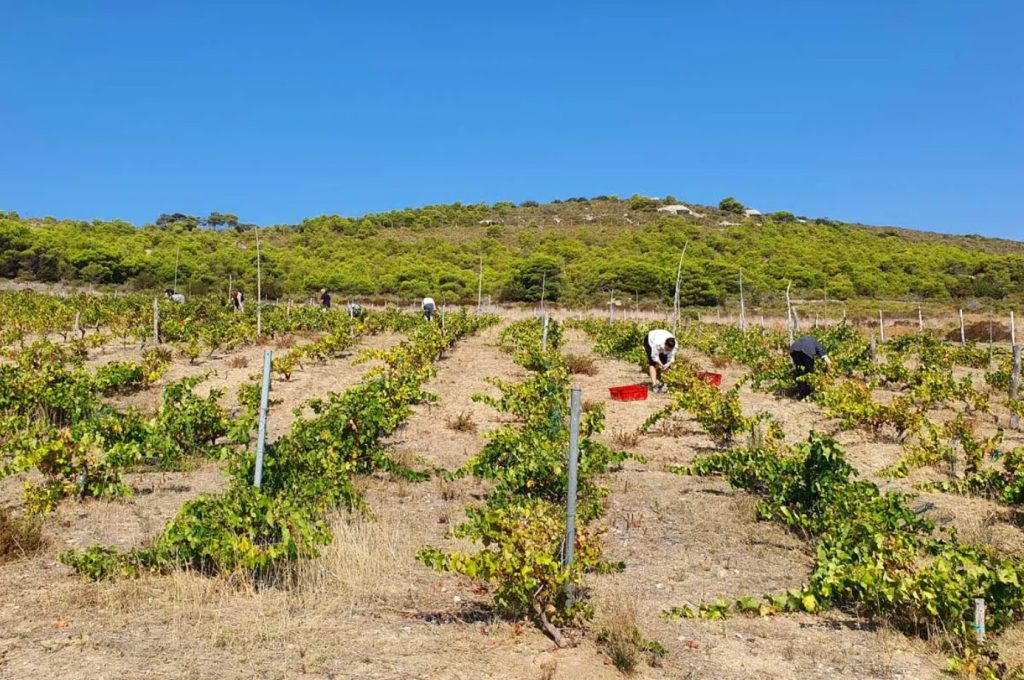 Image of harvest at Vislander Winery on Vis Island