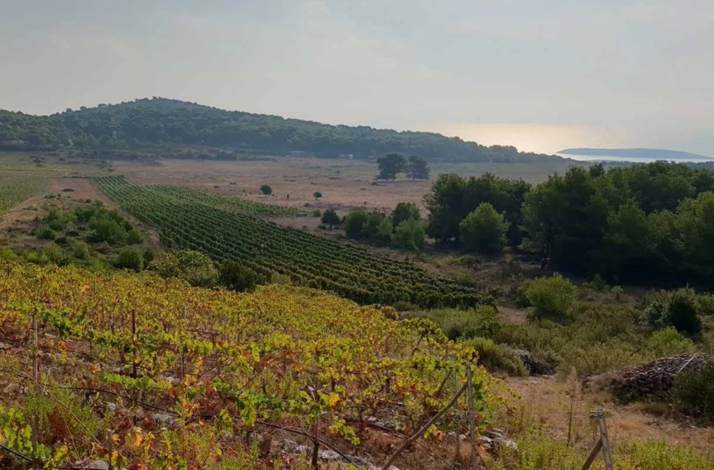 Image of Vislander Winery vineyard position on Vis Island