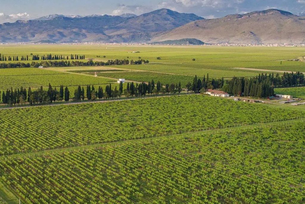 Image of panoramic view over largest vinseyard in the world Ćemovsko Polje from Plantaže 13. Jul Winery