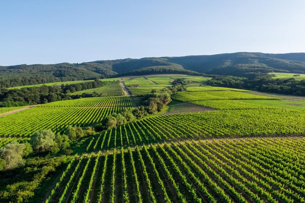 Image of panoramic view of Kutjevo Winery appellation Hrnjevac