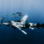 Adriatic sharks threatened with extinction, image of shark