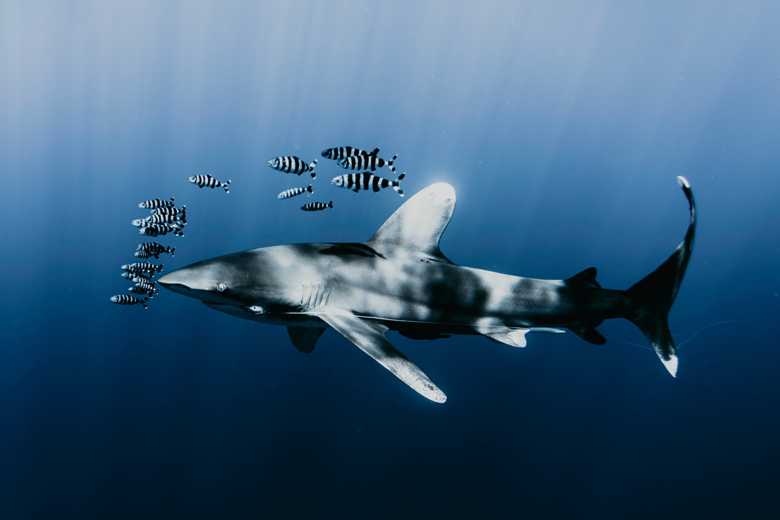 Adriatic sharks threatened with extinction, image of shark