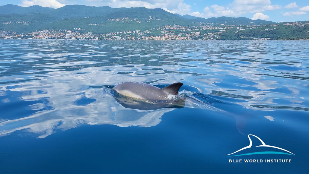 Croatian dolphins swimming near islands