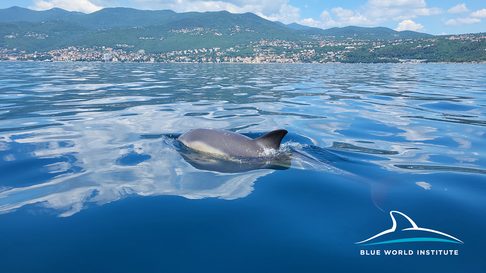 Croatian dolphins swimming near islands