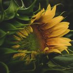 croatian sunflower