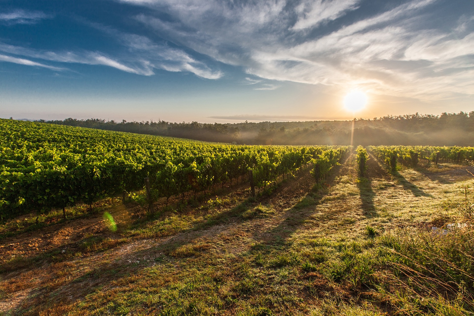 croatian agriculture sector