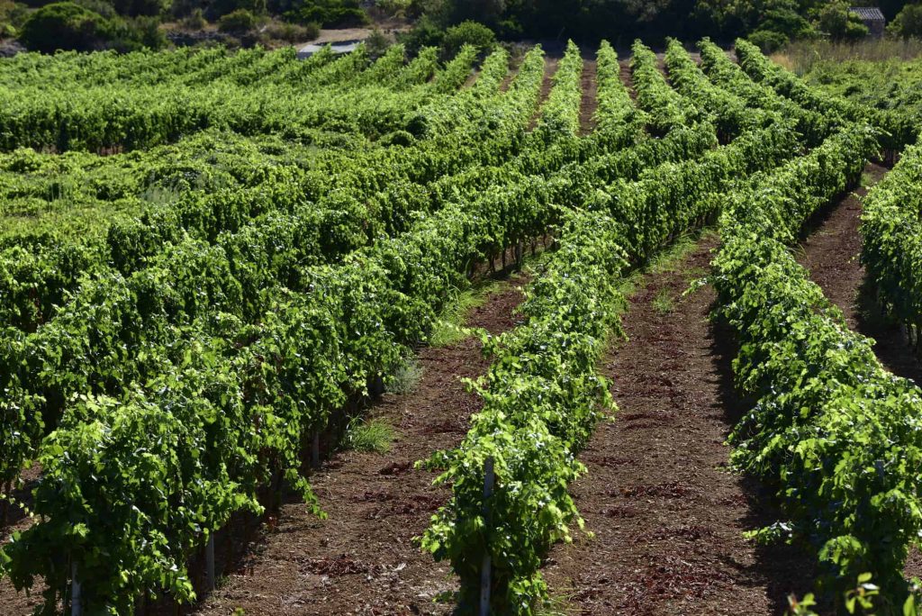 Image of Vislander Winery vineyards on Vis Island