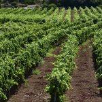 Image of Vislander Winery vineyards on Vis Island