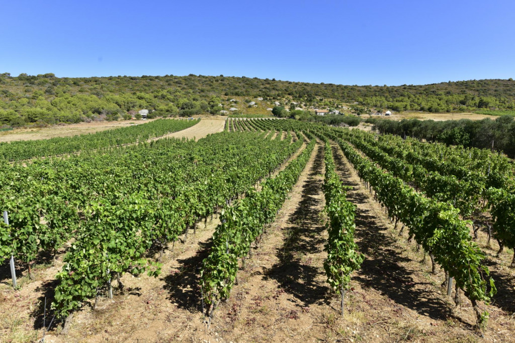Image of panoramic view of Vislander Winery vineyards on Vis Island