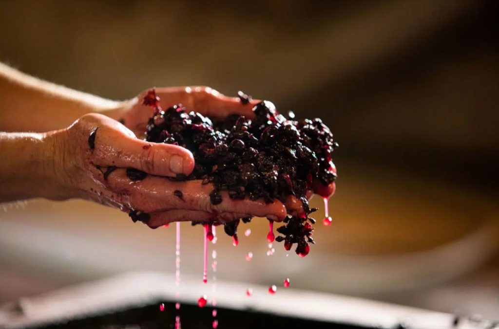 Image of red wine fermentation