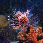 devil firefish