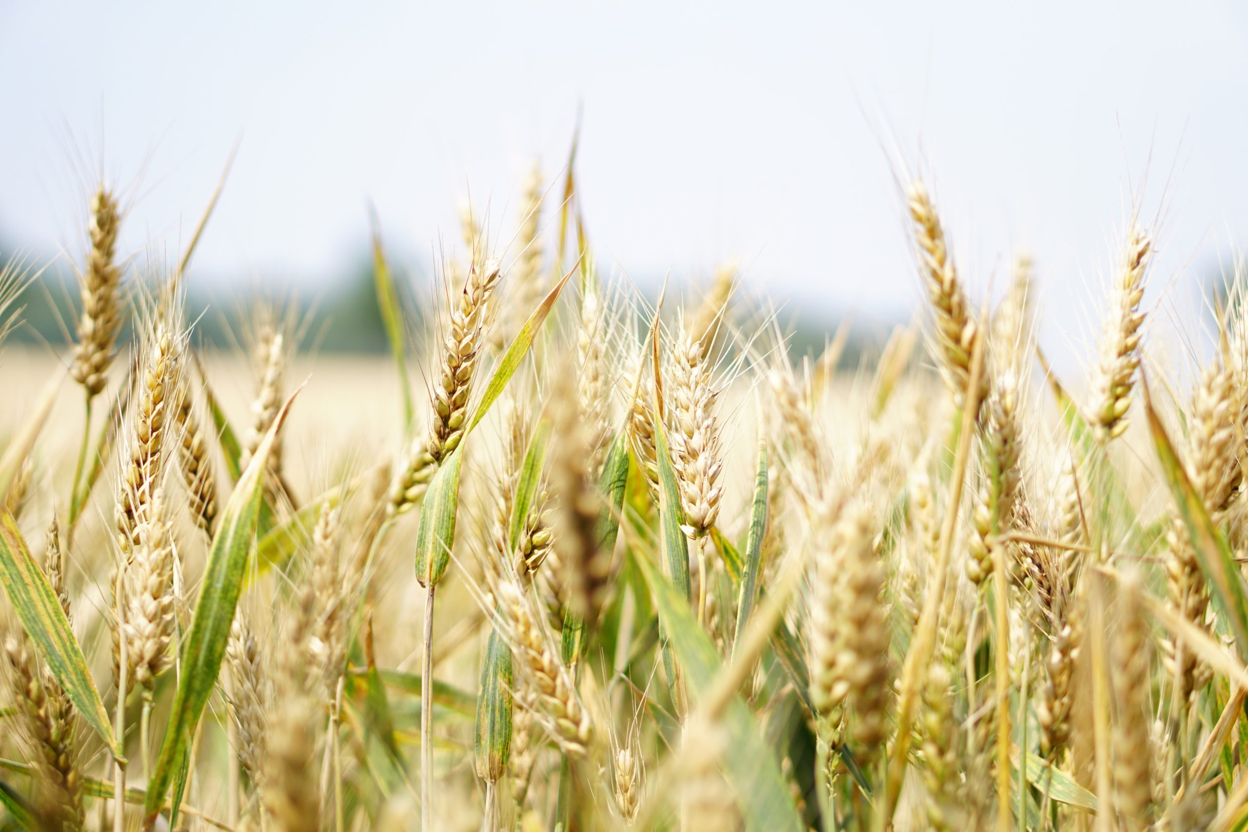 Ukrainian grain to be exported through Croatia
