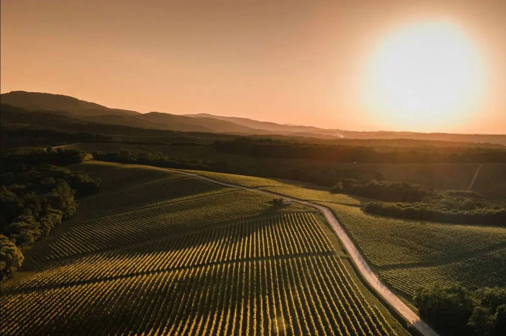 Image of panoramic view of Enosophia Winery vineyards 
