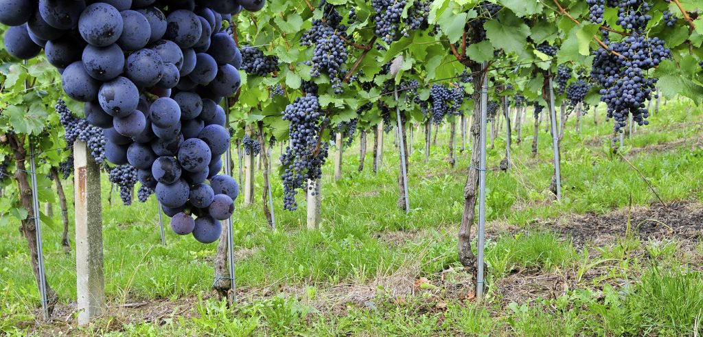 Image of a Blaufränkisch
grape variety