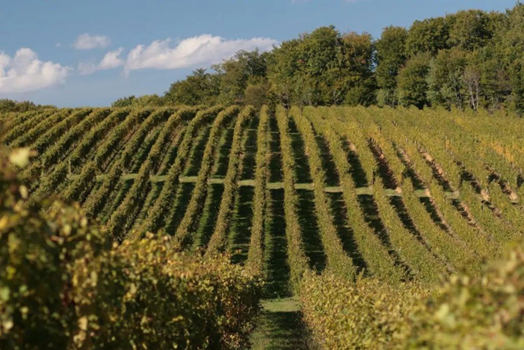 Image of Daruvar Winery vineyards 