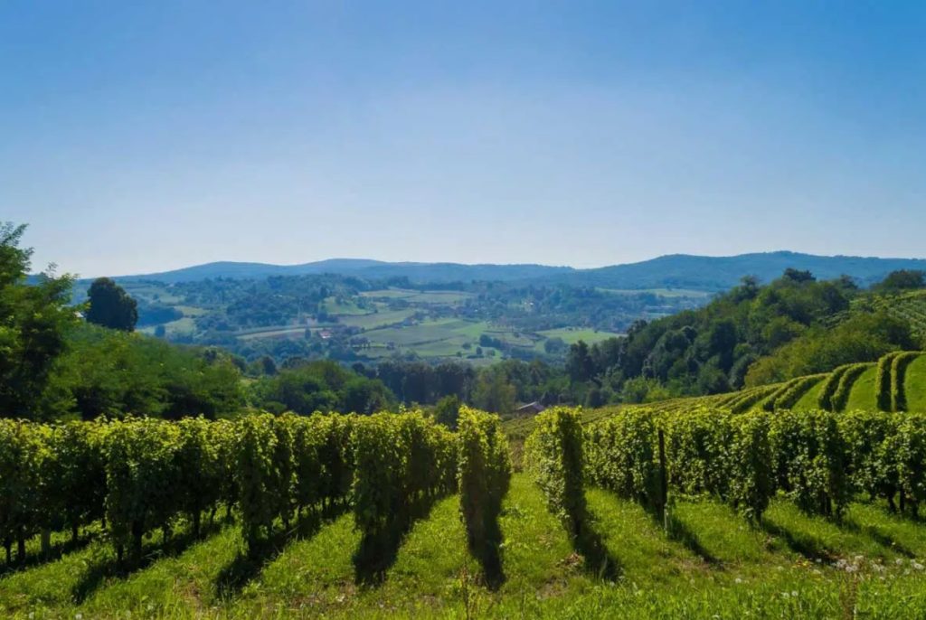 Image of vineyard in Slavonia and Danube wine region