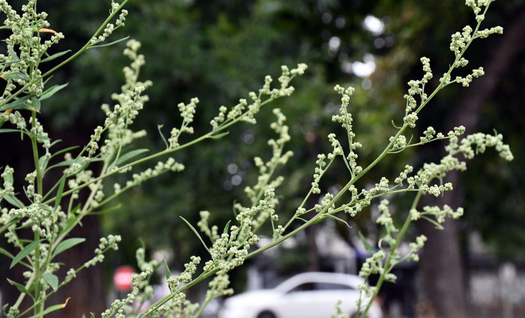 allergies in croatia often caused by ragweed