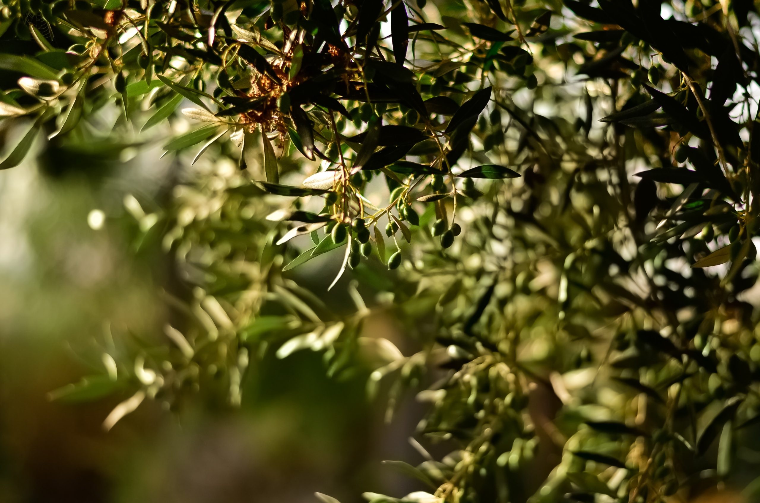 croatian olive oil, image of olive tree