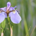 croatian national flower iris