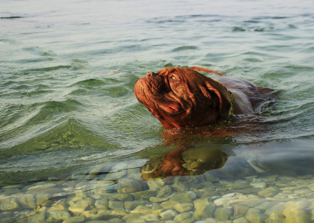 croatian dog beaches