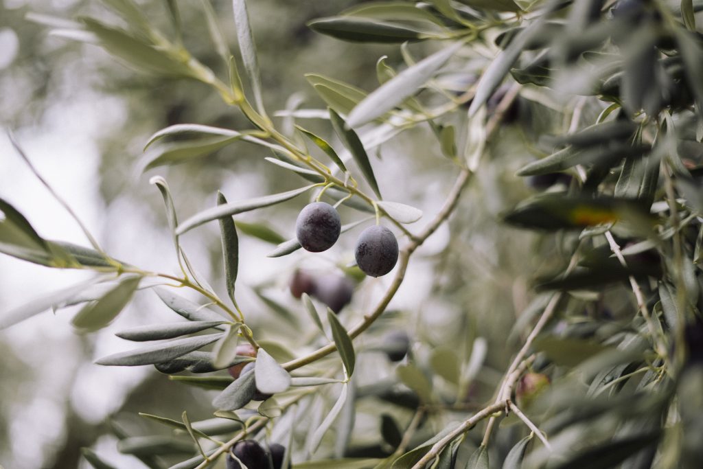 croatian olive grove irrigation