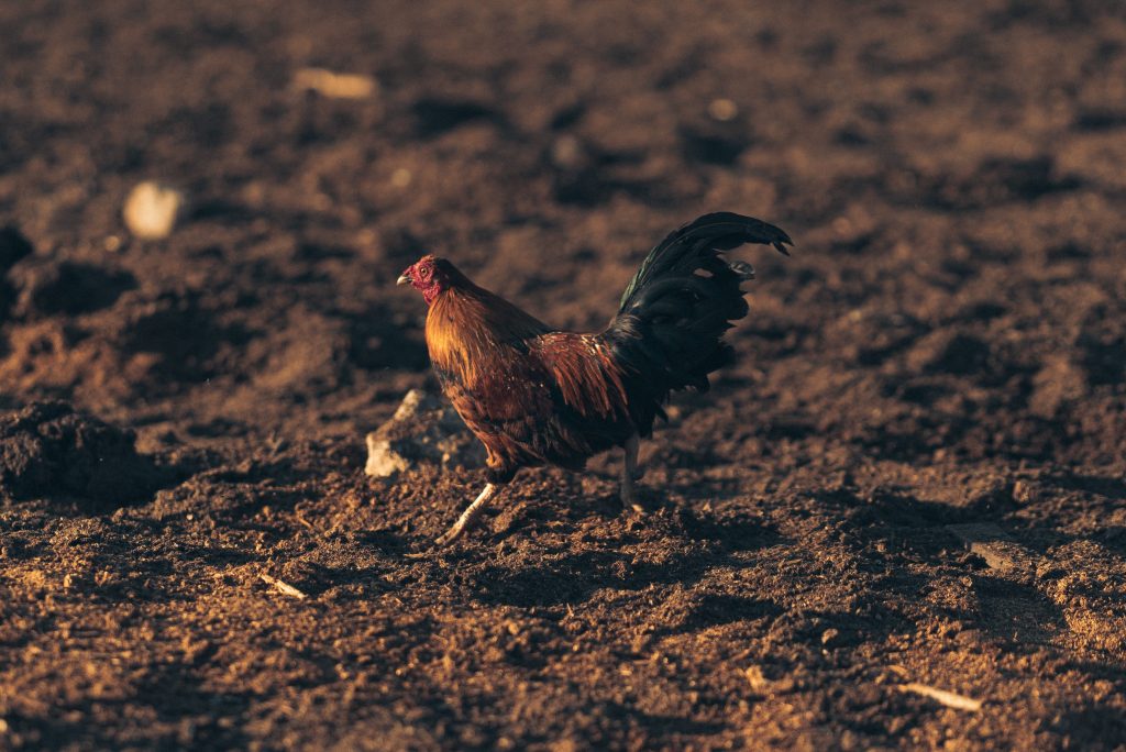 Đurđevac rooster