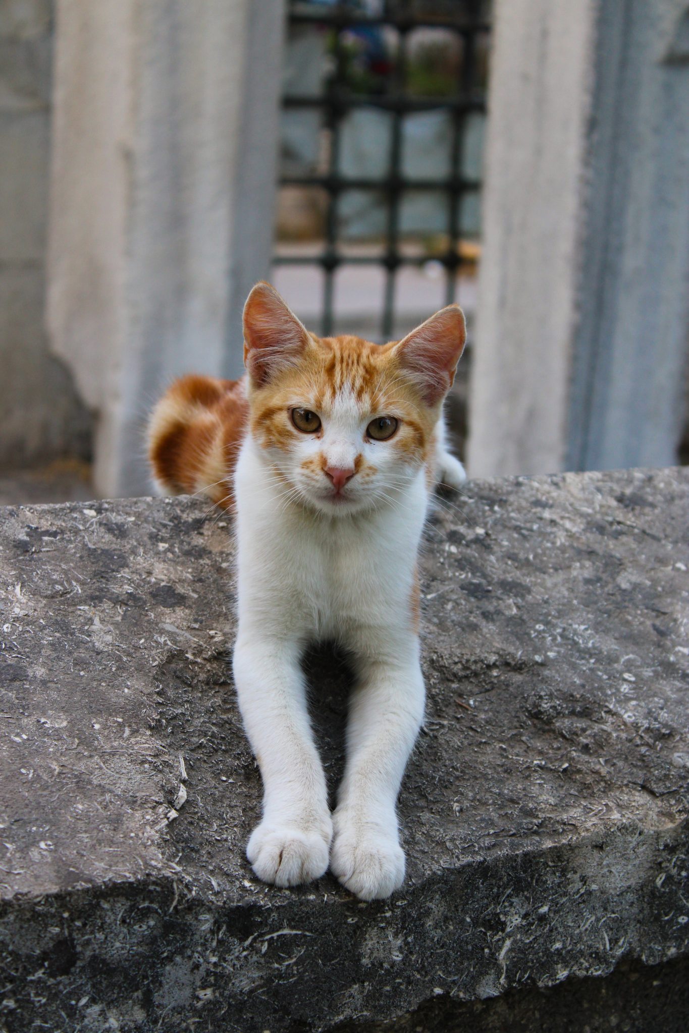 5 Croatian Animal Shelters to Volunteer At or Donate to - Total Croatia