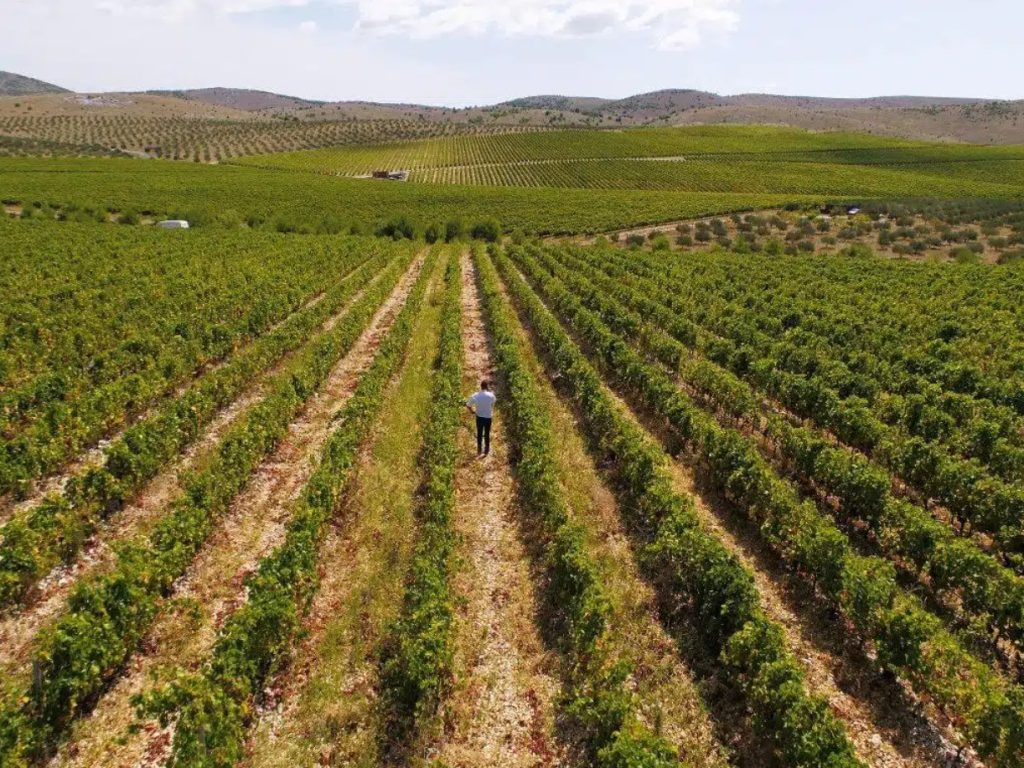 Image of Jadrtovac vineyards of Testament Winery