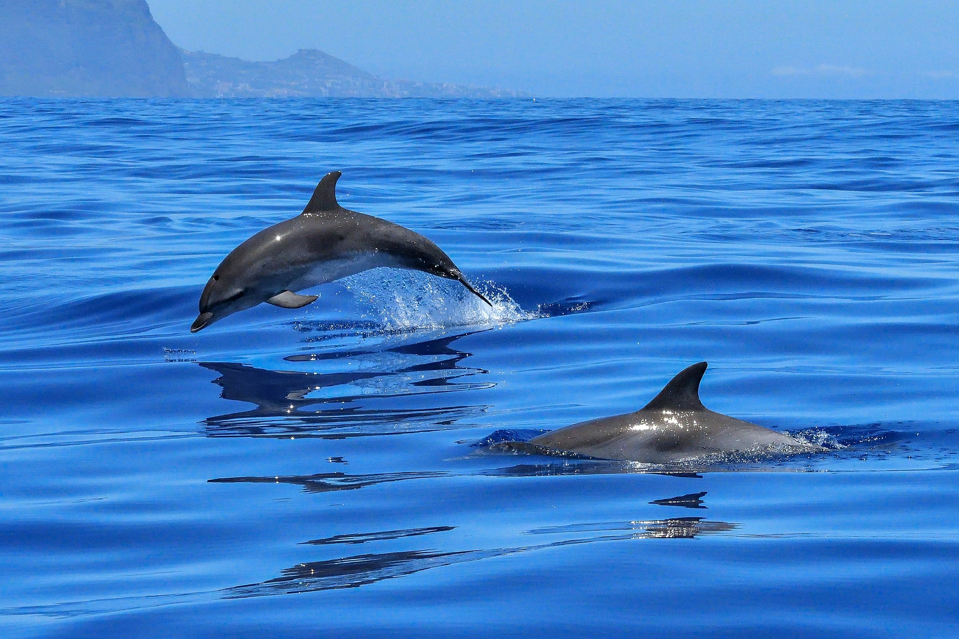 dolphin croatia