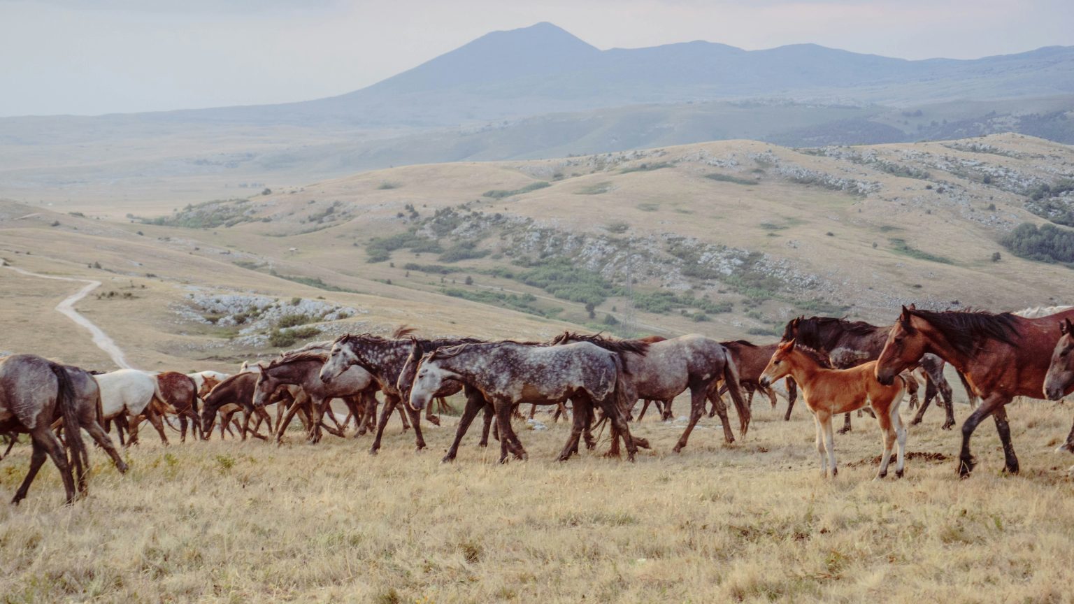 Mate Rimac Gives Back to Livno With Continental Adventure - Total Croatia