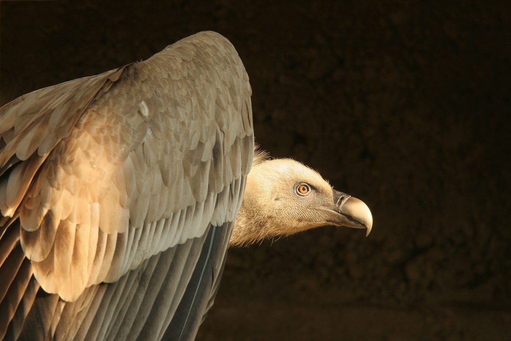 cres griffon vultures