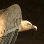 cres griffon vultures