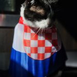 adopted croatian cat