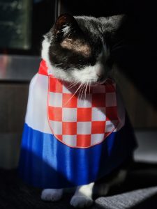 adopted croatian cat