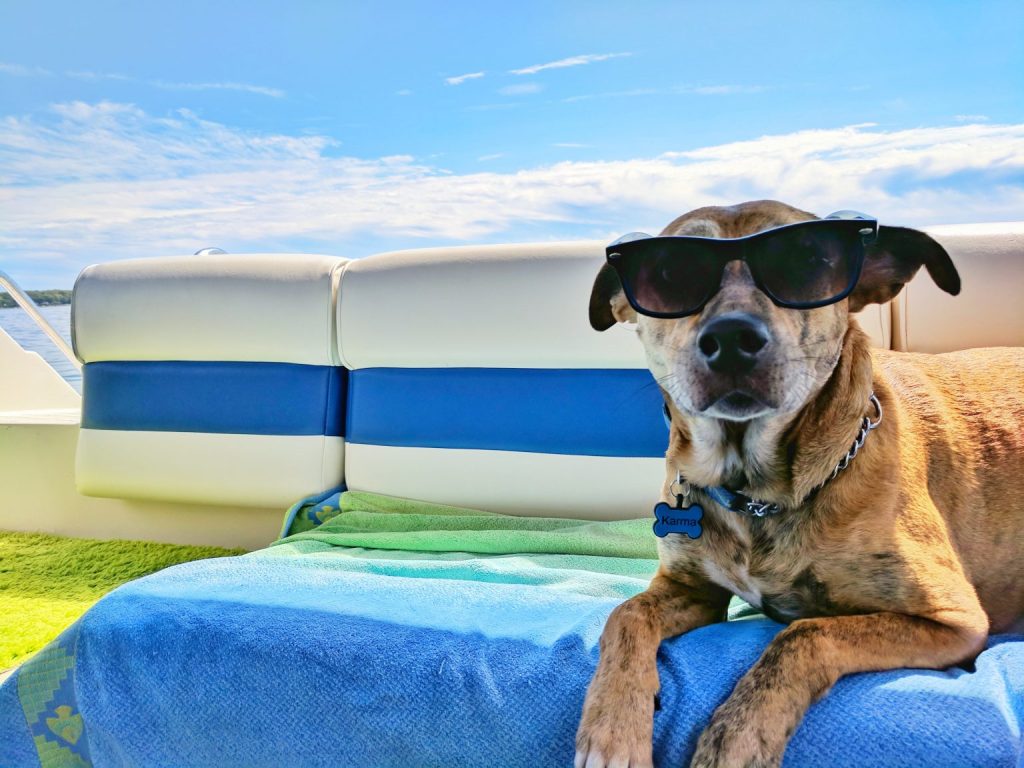 dalmatian dog beaches