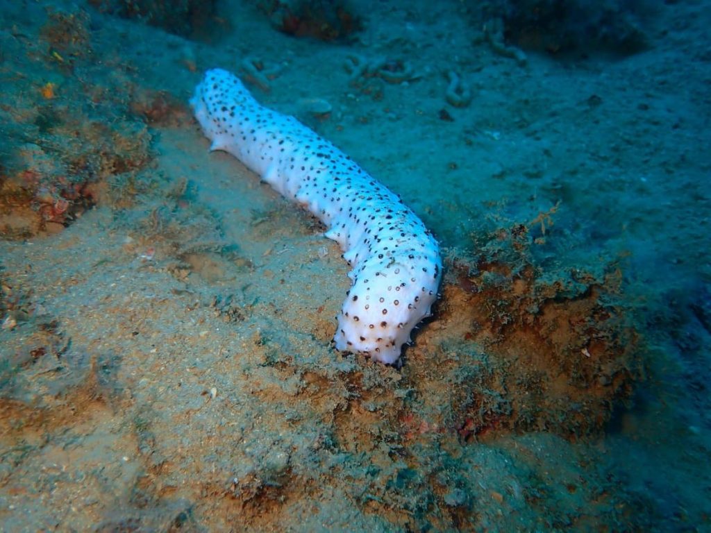 albino sea cucumber croatian waters