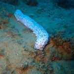 albino sea cucumber croatian waters