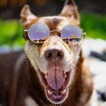 pet friendly hotels in dalmatia
