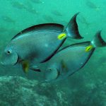 monrovia doctorfish rijeka