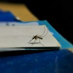 croatian nationals west nile virus