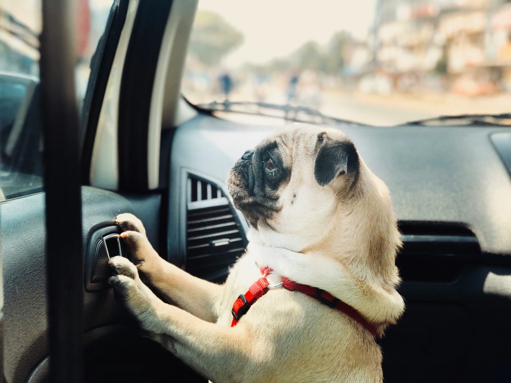 uber pet croatia service